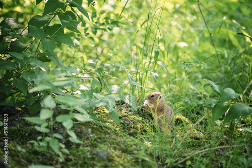 a beautiful photo of a cute little ground squirrel sitting among the foliage and tall grass in the forest