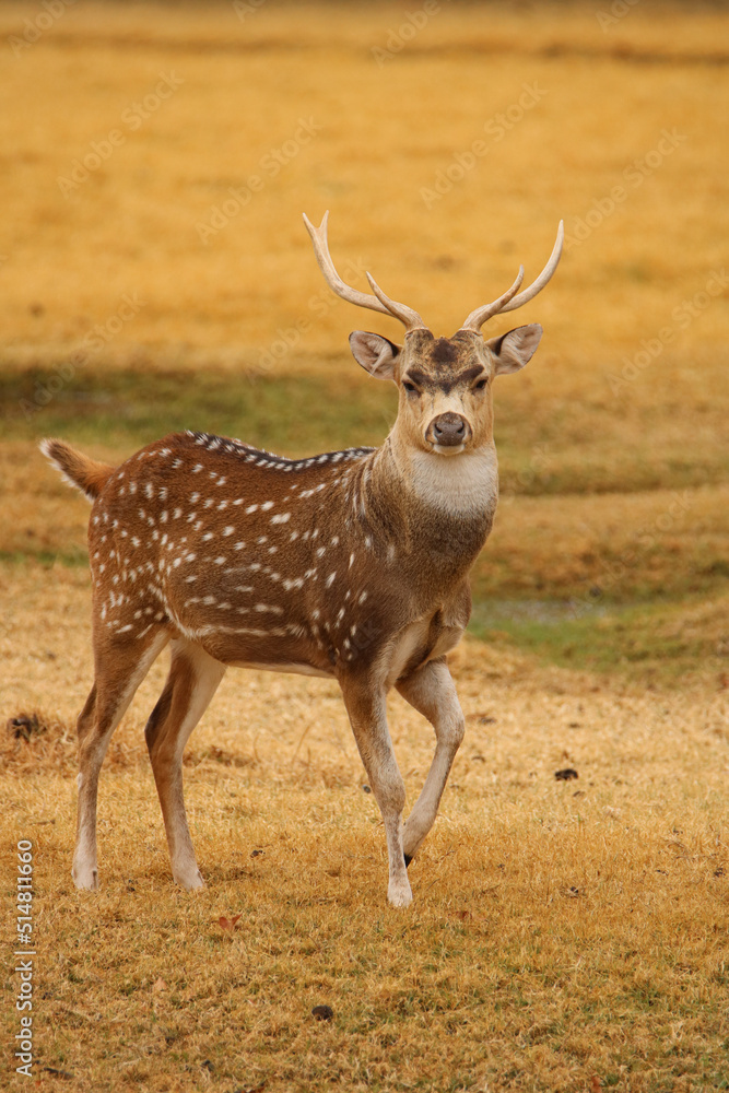 Fototapeta premium Fallow Deer, game farm, South Africa