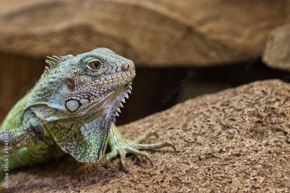 Obraz premium Reptil grün