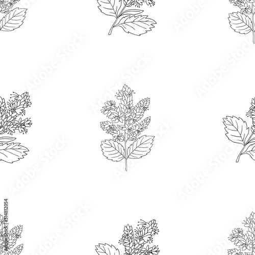 Vector graphic seamless pattern with patchouli plant on a white background