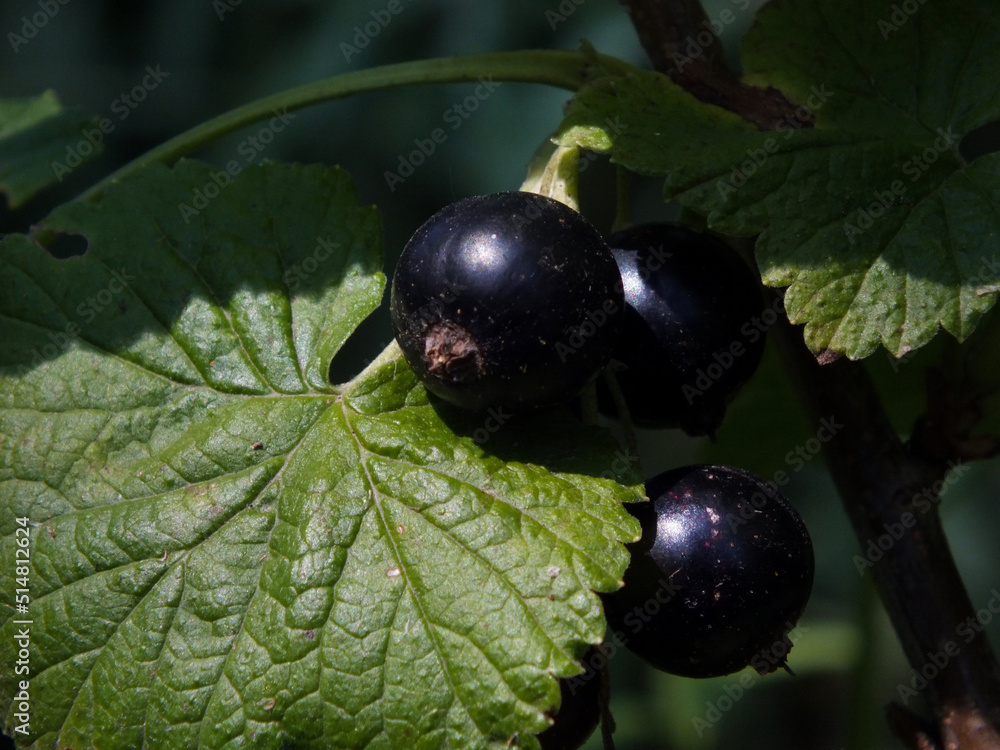Photo of a black currant berry on a bush close-up on a dark background Photo of a black currant berry on a bush close-up on a dark background