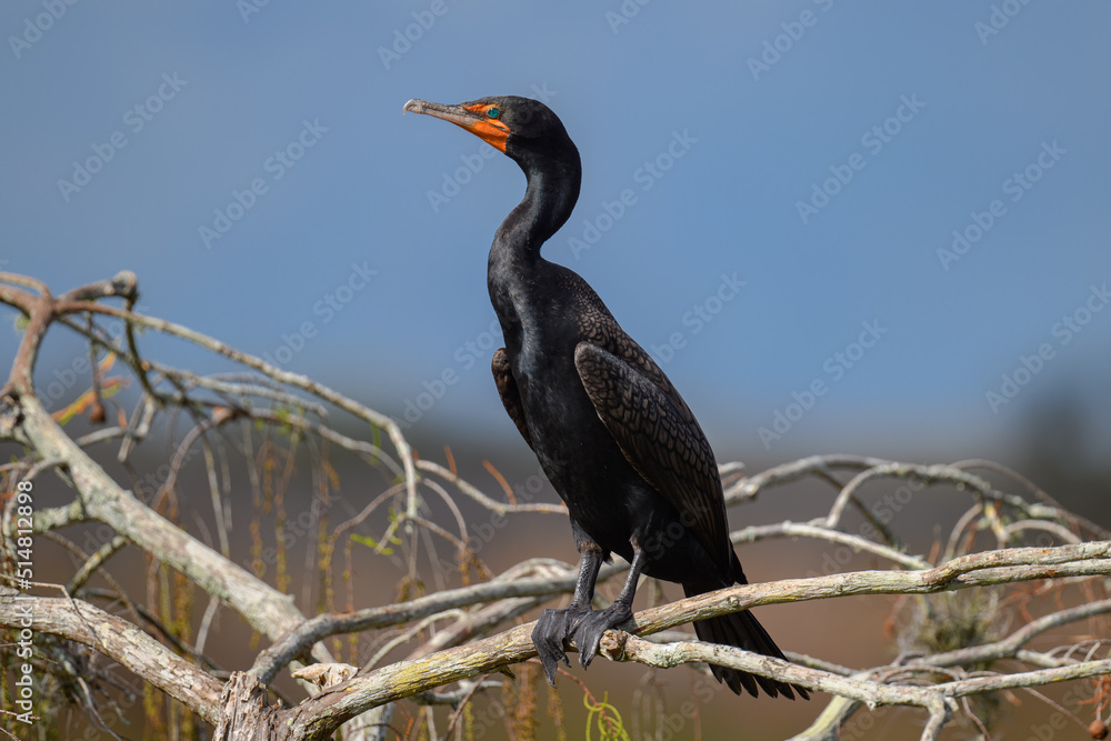 Obraz premium Cormorant perched on a branch