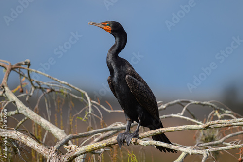 Cormorant perched on a branch