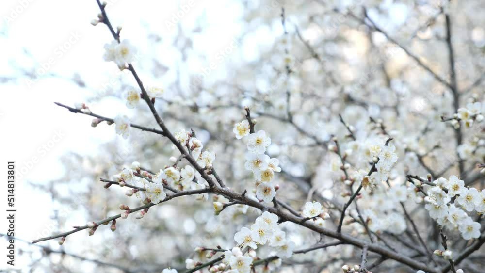 Slow motion of white sakura flowers blooming in the nature Slow motion of white sakura flowers blooming in the nature