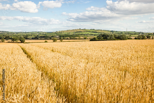 Crop field in countryside. Wheat growing on UK farm