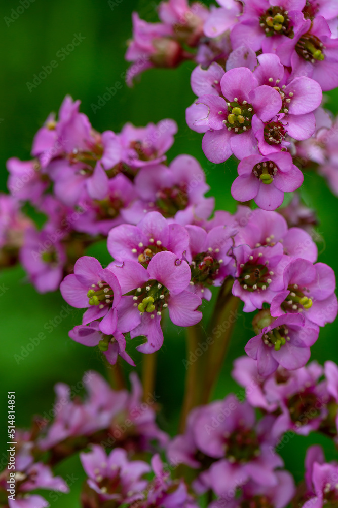 Blooming pink Bergenia flower on a green background on a sunny day macro photography. Fresh elephant's ears flower with purple petals in springtime close-up photo. Blooming pink Bergenia flower on a green background on a sunny day macro photography. Fresh elephant's ears flower with purple petals in springtime close-up photo.
