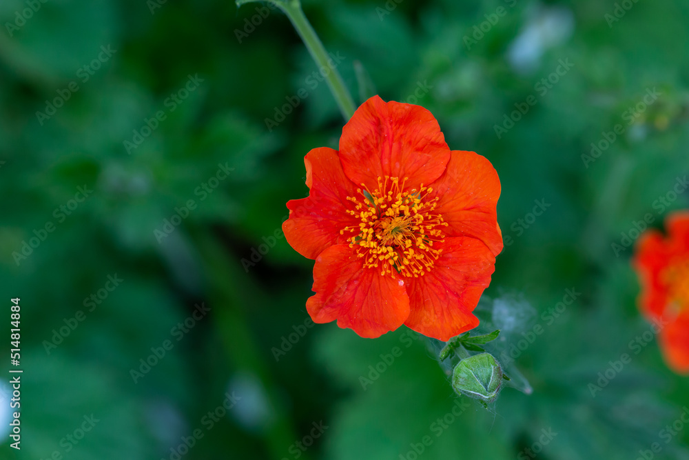 Red Geum flower on a green background on a sunny summer day macro photography. Blooming avens garden flower red-orange petals close-up photo in summertime. Red Geum flower on a green background on a sunny summer day macro photography. Blooming avens garden flower red-orange petals close-up photo in summertime.