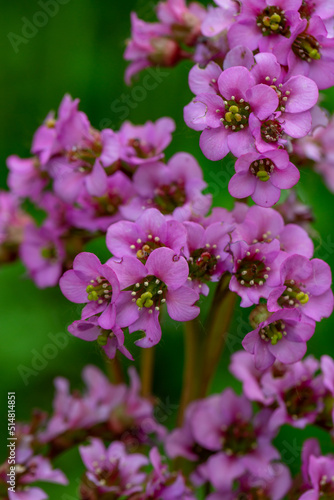 Blooming pink Bergenia flower on a green background on a sunny day macro photography. Fresh elephant s ears flower with purple petals in springtime close-up photo. 