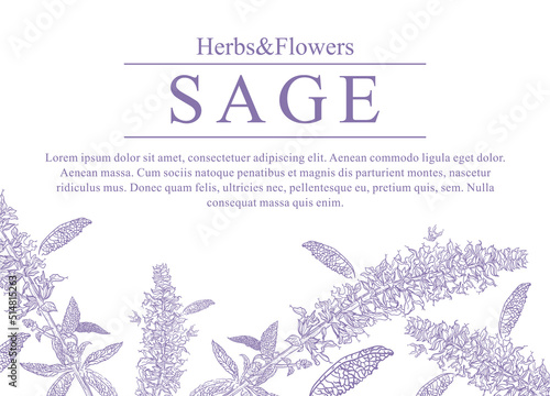 hand-drawn banner with flowering sage. Decorative background with plants For perfumes, cosmetics, tea ingredients. Phytotherapy design template. Leaflet with aromatic plants