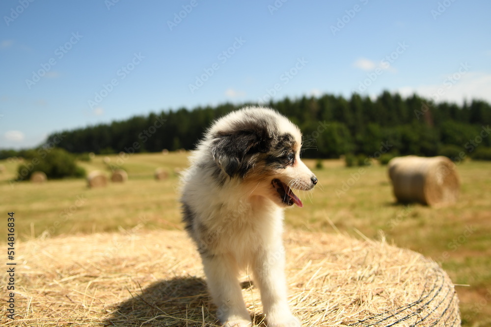 Chiot de race berger australien dans un champ