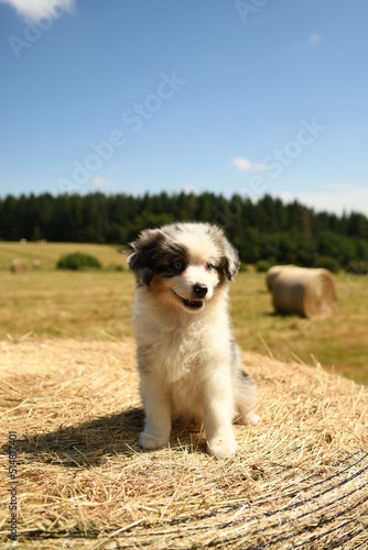 Chiot de race berger australien dans un champ