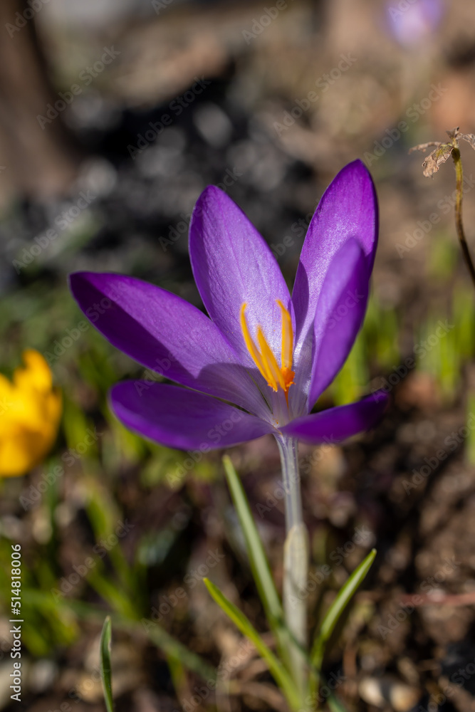spring crocus flowers