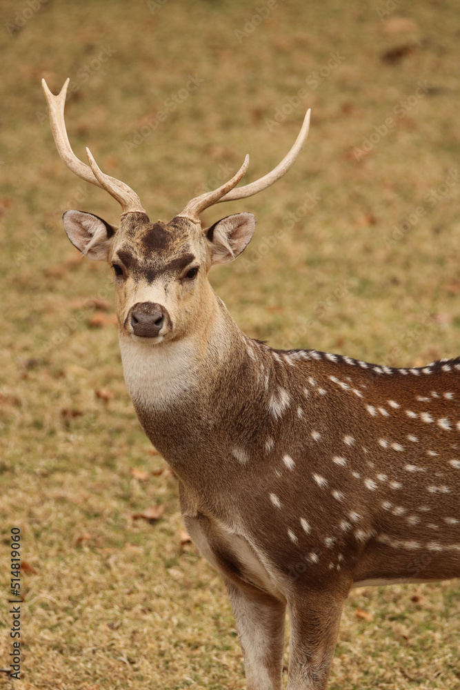 Fallow Deer, game farm, South Africa Fallow Deer, game farm, South Africa