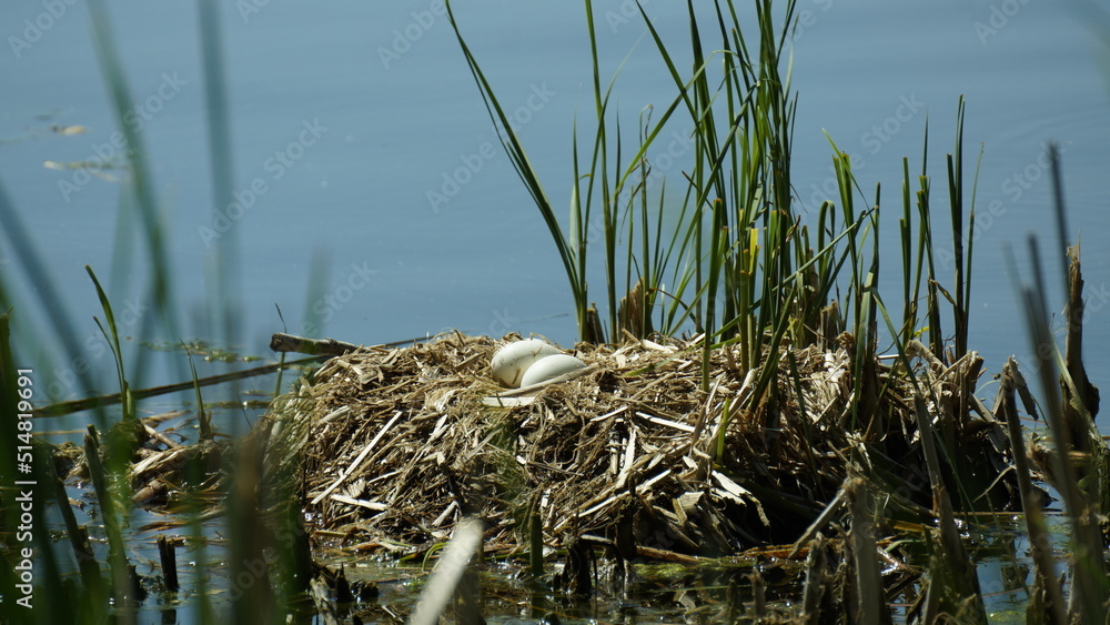 Schwannest mit Eier Schwannest mit Eier