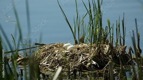 Schwannest mit Eier
