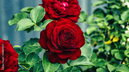 Rote Rose Blüte
