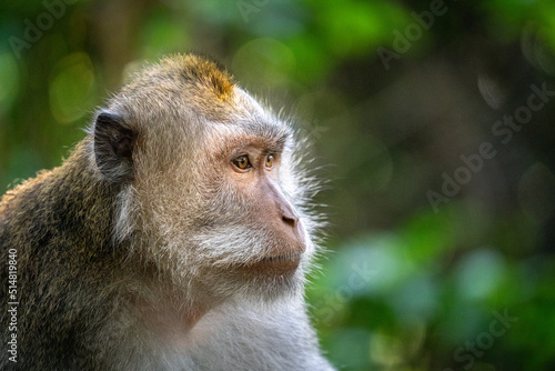 close up of macaque