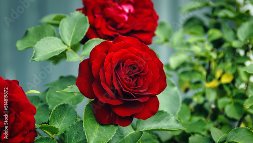 Rote Rose Blüte
