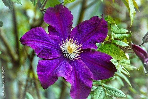 Clematis