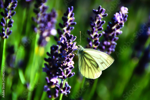Schmetterling / weiß / Lavendel
