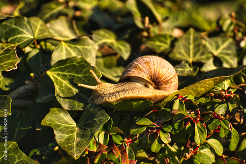 Weinbergschnecke / Makro