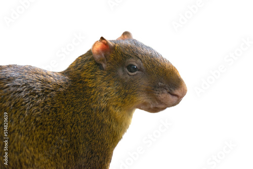 Photos portrait azara's agouti (dasyprocta azarae) isolated on white