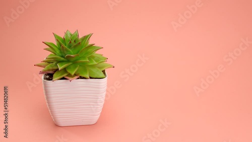 Echeveria agavoides lipstick in a white square pot against an orange background. The hand puts the flower on the background. photo