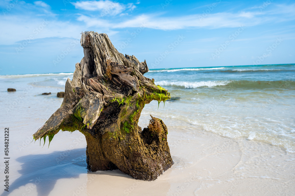 Driftwood on shoreline covered in green algae and seaweed Shell Island Florida Driftwood on shoreline covered in green algae and seaweed Shell Island Florida