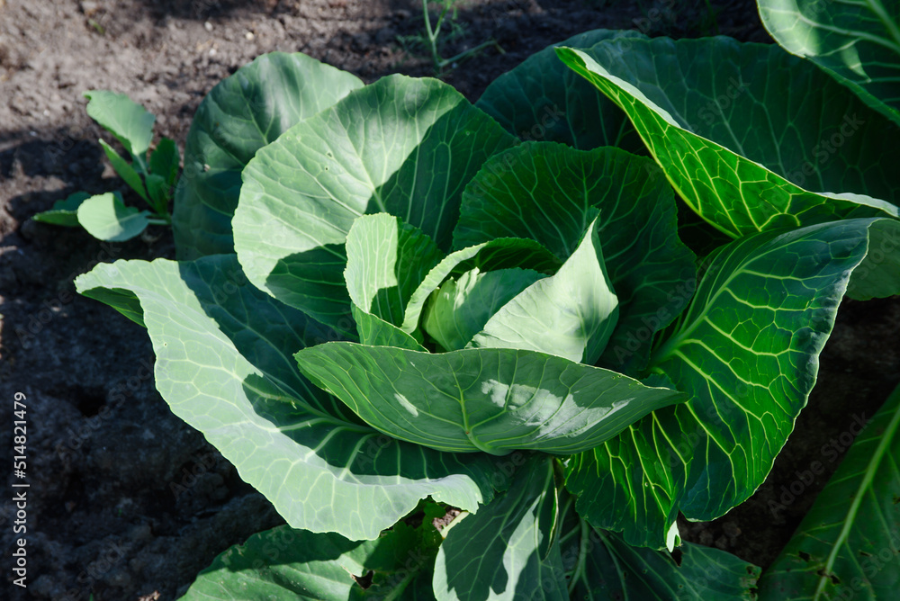 Obraz premium a beautiful head of cabbage in a bed on a sunny summer day
