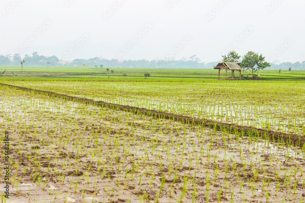 A view of the newly planted rice fields and trees. Nature landscape