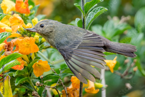 Slaty flowerpiercer Diglossa plumbea in flight in Costa Rica photo