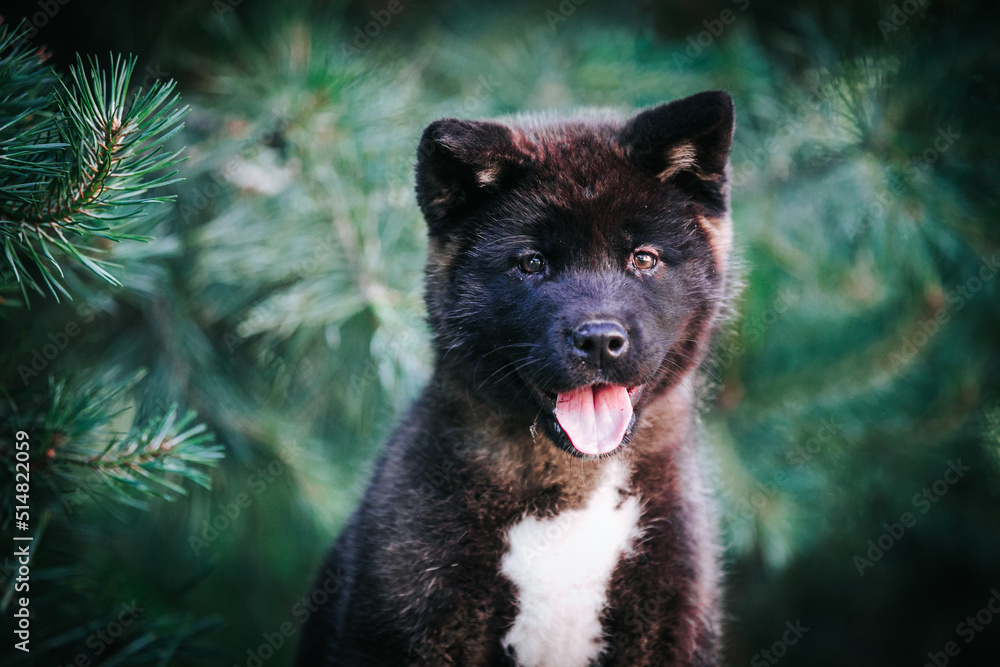 Naklejka premium American akita cute puppy outside in the beautiful park. Akita litter in kennel photoshoot. 