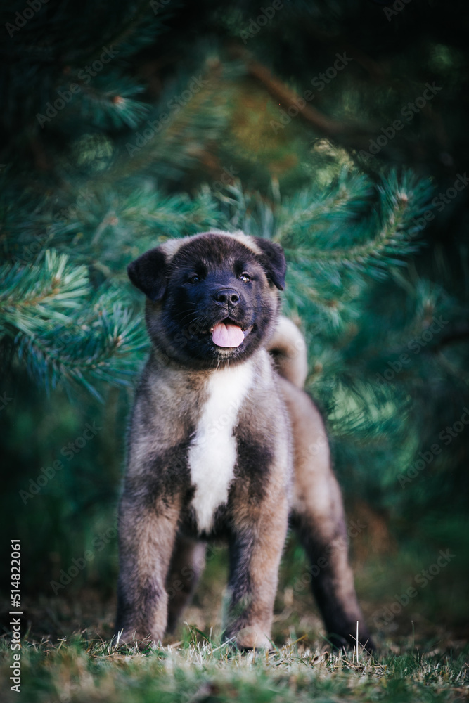 American akita cute puppy outside in the beautiful park. Akita litter in kennel photoshoot.	
