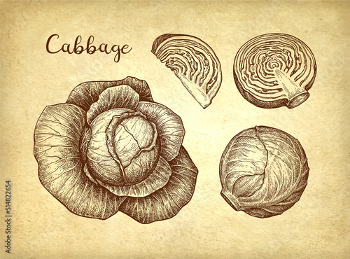 Cabbage ink sketch set.