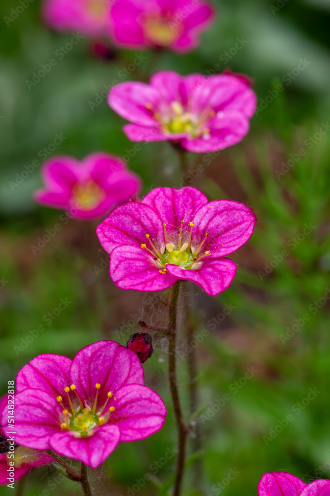 Blooming saxifrage flower on a sunny spring day macro photography. Garden rockfoils flower with bright pink petals in springtime. Saxifrage plant floral background. Blooming saxifrage flower on a sunny spring day macro photography. Garden rockfoils flower with bright pink petals in springtime. Saxifrage plant floral background.