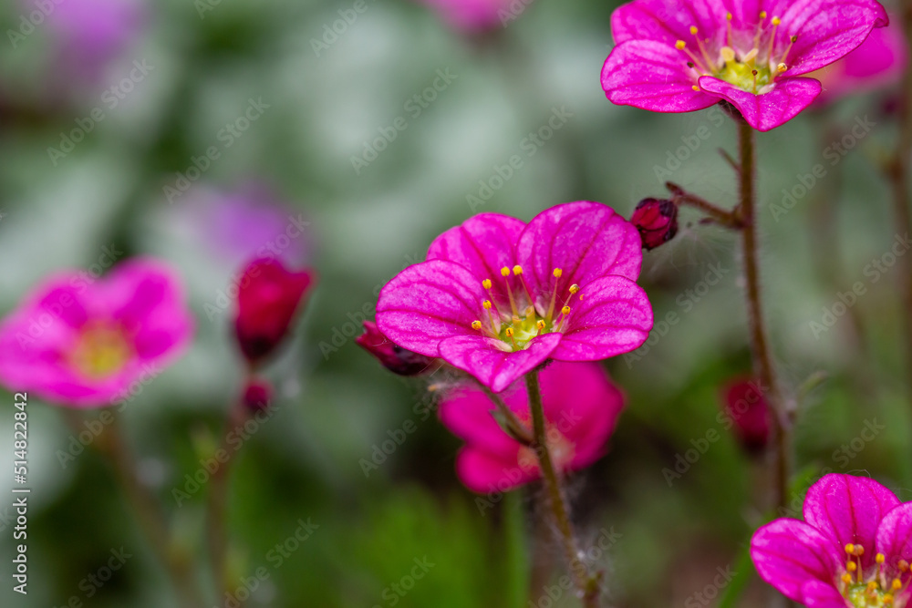 Blooming saxifrage flower on a sunny spring day macro photography. Garden rockfoils flower with bright pink petals in springtime. Saxifrage plant floral background.	