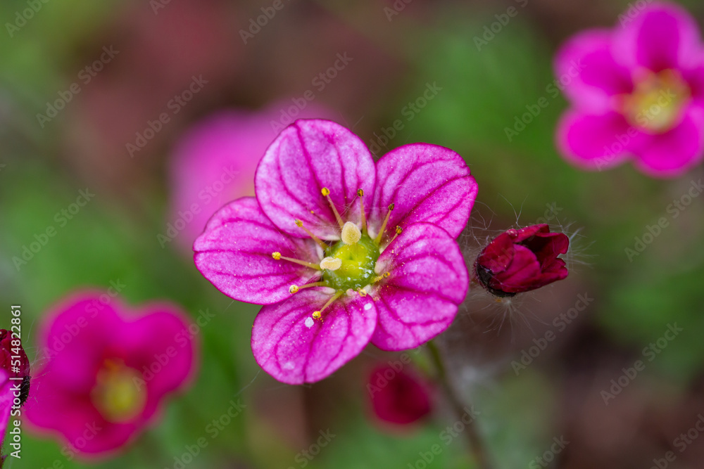 Blooming saxifrage flower on a sunny spring day macro photography. Garden rockfoils flower with bright pink petals in springtime. Saxifrage plant floral background. Blooming saxifrage flower on a sunny spring day macro photography. Garden rockfoils flower with bright pink petals in springtime. Saxifrage plant floral background.