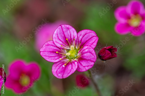 Blooming saxifrage flower on a sunny spring day macro photography. Garden rockfoils flower with bright pink petals in springtime. Saxifrage plant floral background.	