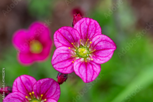 Blooming saxifrage flower on a sunny spring day macro photography. Garden rockfoils flower with bright pink petals in springtime. Saxifrage plant floral background. 