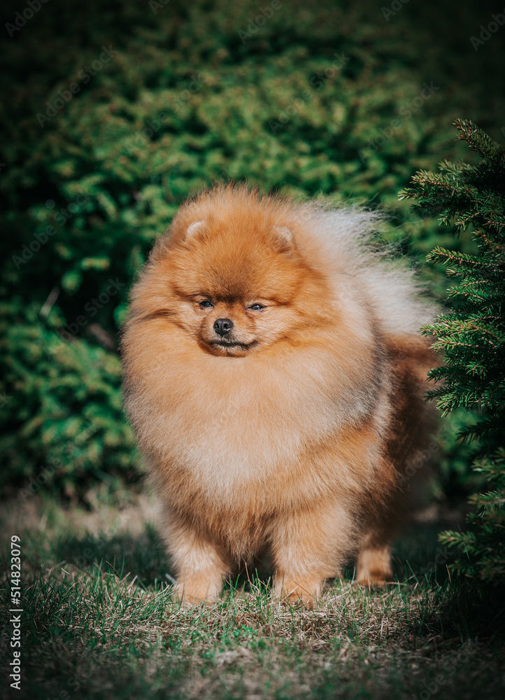 Pomeranian dog posing outside. Beautiful fluffy dog in the park
Pomeranian dog posing outside. Beautiful fluffy dog in the park