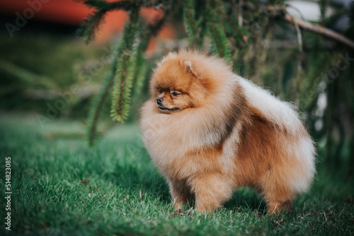Pomeranian dog posing outside. Beautiful fluffy dog in the park   © Evelina
