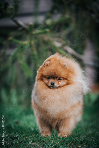 Pomeranian dog posing outside. Beautiful fluffy dog in the park 
