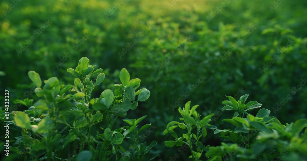 Nature farm greenery. Alfalfa forage crop. Sustainable agriculture. Lush green Lucerne plant leaves on blur meadow foliage texture background. Nature farm greenery. Alfalfa forage crop. Sustainable agriculture. Lush green Lucerne plant leaves on blur meadow foliage texture background.