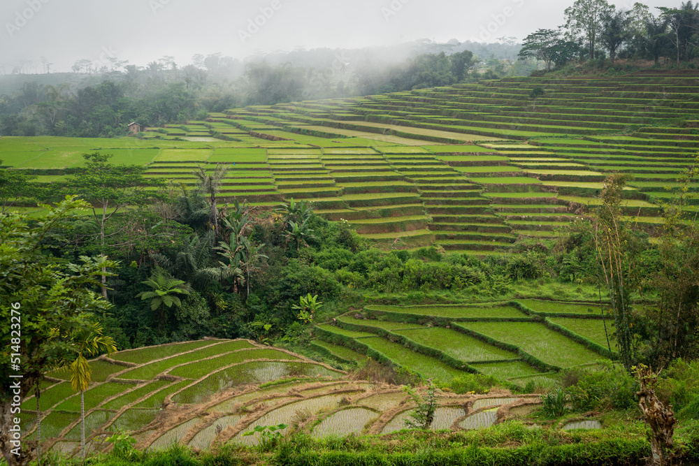 rice terraces on flores