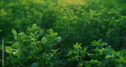 Nature farm greenery. Alfalfa forage crop. Sustainable agriculture. Lush green Lucerne plant leaves on blur meadow foliage texture background.
