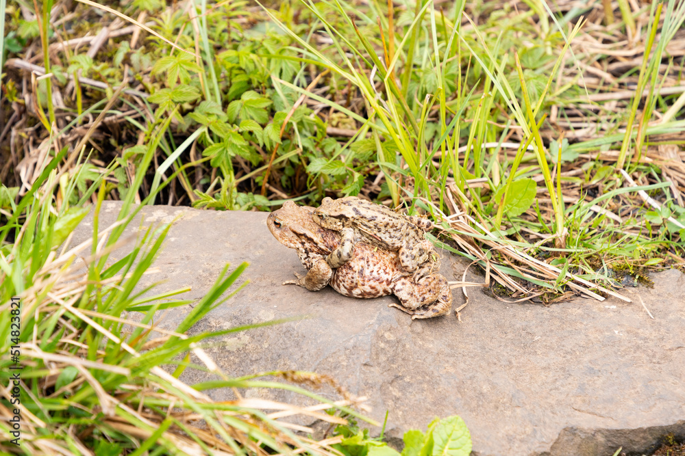 Fototapeta premium Mating frogs in a small lake in the alps in spring time