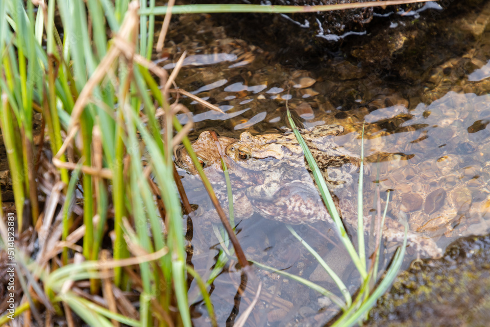 Mating frogs in a small lake in the alps in spring time Mating frogs in a small lake in the alps in spring time