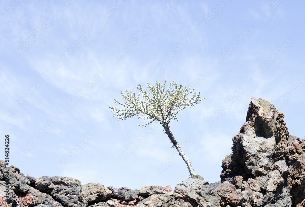 Cactus garden, Lanzarote, Canary Islands, Spain. Cactus garden, Lanzarote, Canary Islands, Spain.