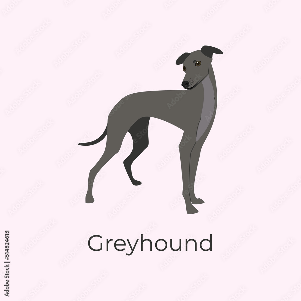 Italian Greyhound. Graceful greyhound dog breed. Vector illustration of a dog breed: small italian greyhound. A beautiful, graceful dog is suitable for the cover of notebooks. Hunting dog.