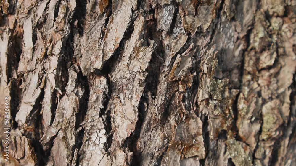 An insect crawls on the bark of a tree. Close-up shooting of an insect An insect crawls on the bark of a tree. Close-up shooting of an insect